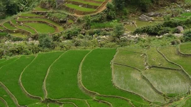 Terrazas de arroz en Green Valley — Vídeos de Stock