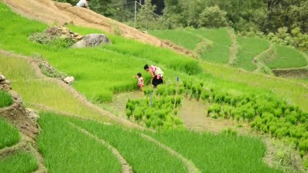 Vietnamesisk familj arbeta på en ris gård — Stockvideo