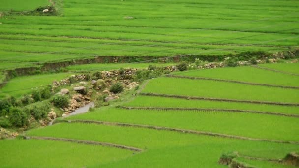 Terraços de fazenda de arroz no Vietnã — Vídeo de Stock