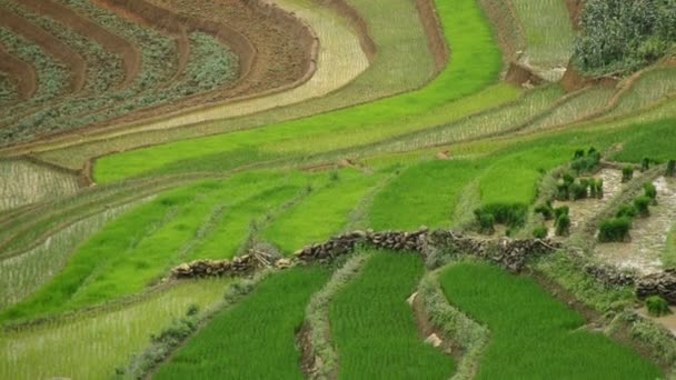 Rýžové terasy statku ve Vietnamu — Stock video