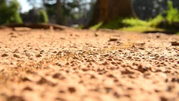 Obří mraveniště na pouštní půdy — Stock video