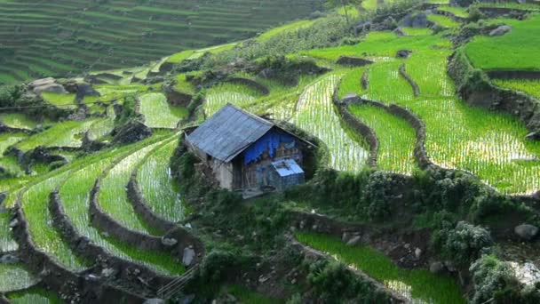 Yeşil Vadi içinde pirinç terasları — Stok video