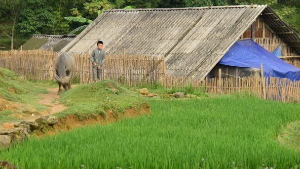 Boy Tending to Livestock — Stock Video