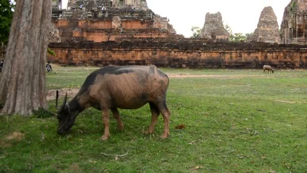 寺院と草を食べて Oxes のまま — ストック動画