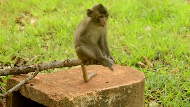 Baby aap zittend op een tak — Stockvideo