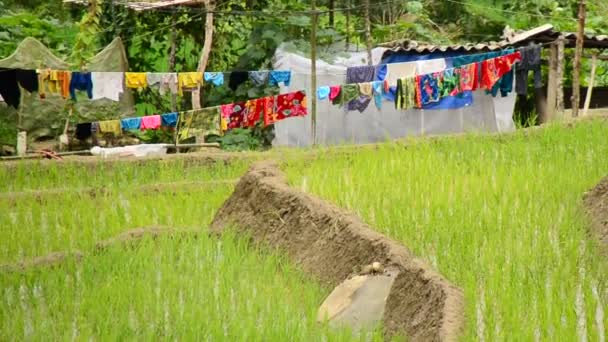 Farm Houses with Rice Terraces Stock Footage