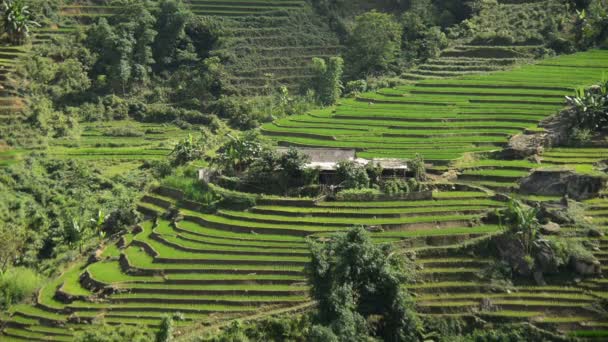 Rijstterrassen in vietnam — Stockvideo