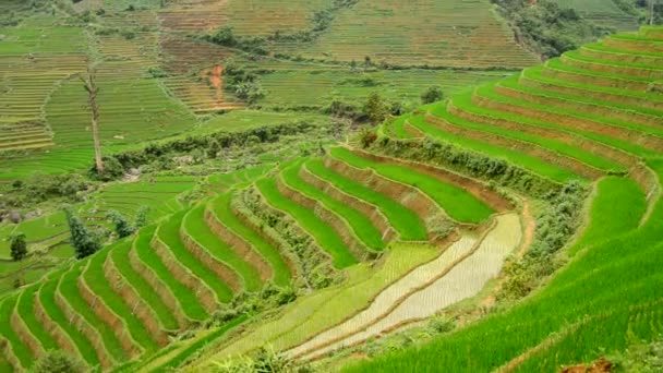 Terrazas de arroz en Green Valley — Vídeos de Stock