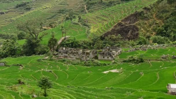 Terraços de arroz em Green Valley — Vídeo de Stock