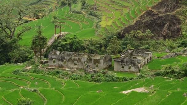 Rice Terraces in Green Valley — Stock Video