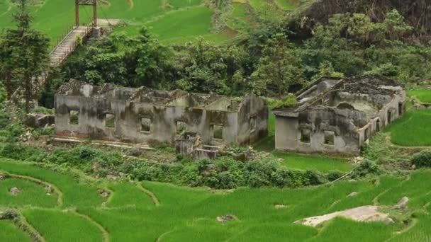 Reisterrassen im grünen Tal — Stockvideo