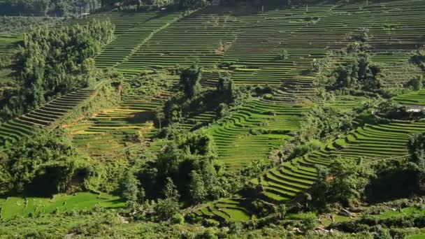 Рисовые террасы во Вьетнаме — стоковое видео