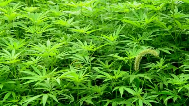 野生の大麻植物 — ストック動画