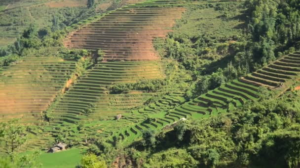 Terrazas de arroz en Green Valley — Vídeos de Stock