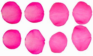 Siyah Arkaplanda gevşetilmiş Pembe Gül Yaprakları