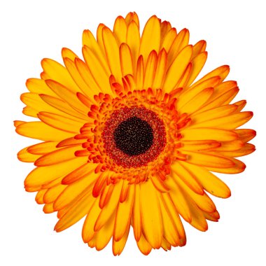 Beyaz arkaplanda izole edilmiş sarı çiçek