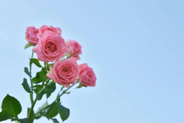 Roze rozen - Roze bloem met hemelse achtergrond — Stockfoto