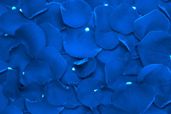 Blue Rose Petals Photo Background — 스톡 사진