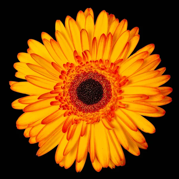 Жовта квітка ізольована на чорному фоні — стокове фото