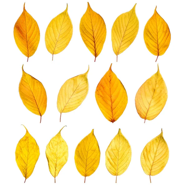 Outono folhas amarelas isoladas no fundo branco — Fotografia de Stock