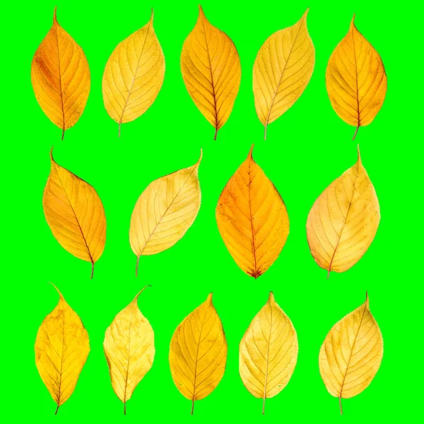 Folhas amarelas de outono isoladas na tela verde — Fotografia de Stock
