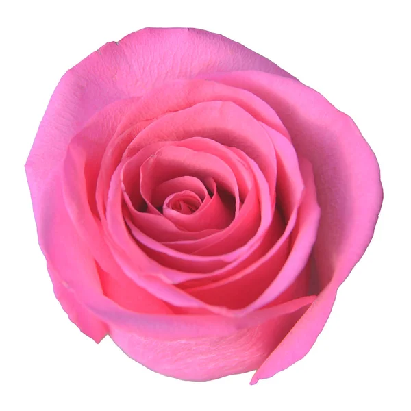 Rosa pétalas fundo — Fotografia de Stock