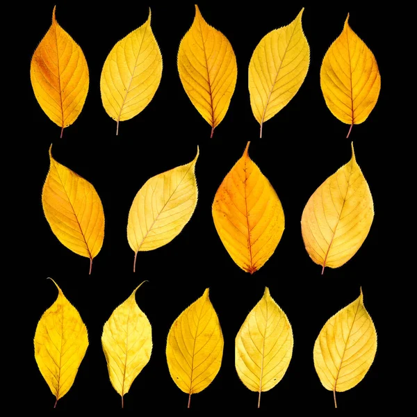 Outono folhas amarelas isoladas no fundo branco — Fotografia de Stock