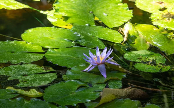 Schöne Natur Hintergrund - Lila Seerose im Teich — Stockfoto