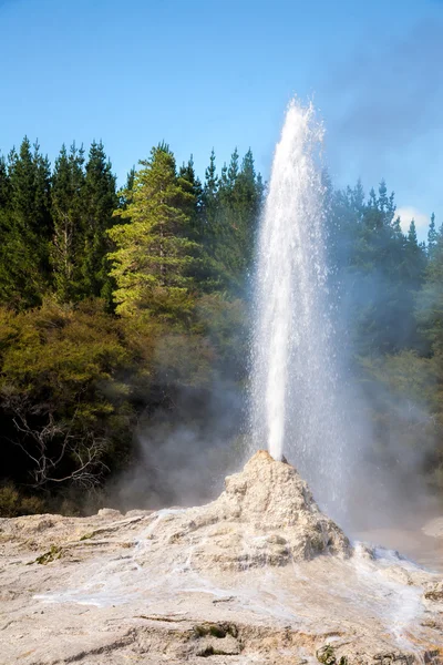 Lady Knox Geyser in New Zealand — Stock Photo, Image