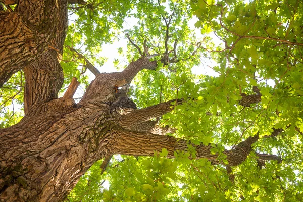 Albero di quercia lascia la priorità bassa di estate — Foto Stock