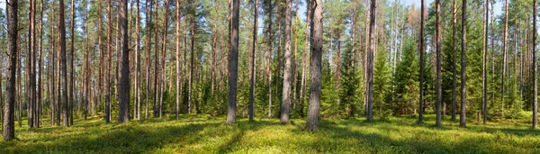 夏の針葉樹の森のパノラマ — ストック写真