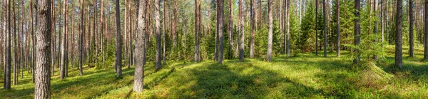 Panorama de forêt de pins d'été — Photo