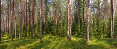 Summer fir forest panorama clipart