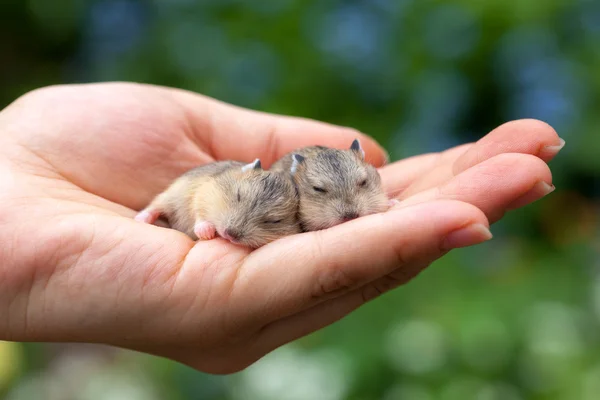 Hamster pups on  palm — Stock Photo, Image