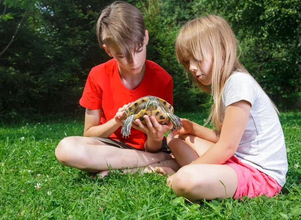 Children observing turtle outdoor — Stock Photo, Image