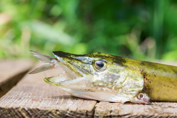 Luccio con piccolo pesce in bocca — Foto Stock