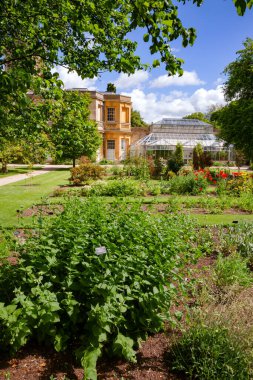 OXFORD, İngiltere - 15 Haziran 2013: Oxford Üniversitesi Botanik Bahçesi 'ndeki bitkiler ve sera, İngiltere' nin en eski botanik bahçesi ve dünyanın en eski bilimsel bahçelerinden biri.