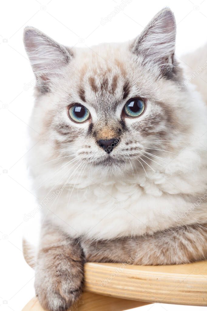 Portrait of blue-eyed male Neva Masquerade Colorpoint kitten