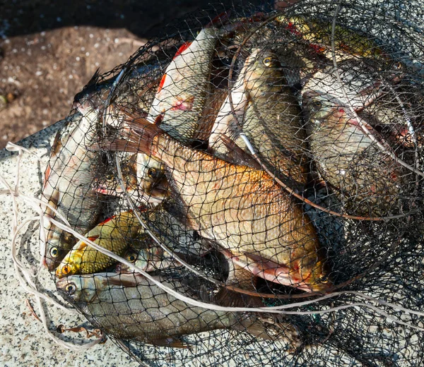 Pesce di fiume in una rete da pesca — Foto Stock