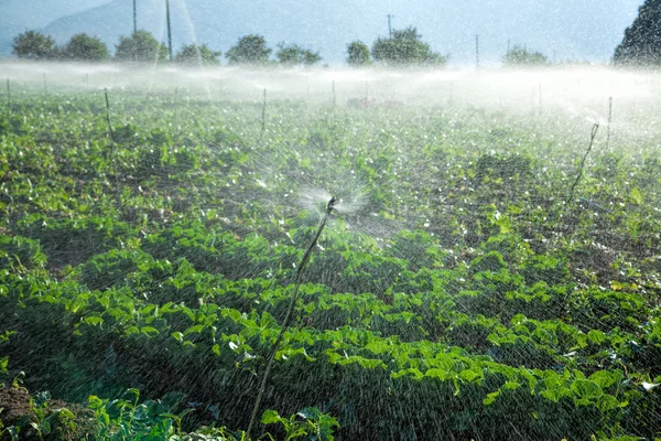 Irrigação por aspersão — Fotografia de Stock