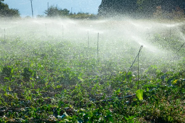 Sprinkler irrigation — Stock Photo, Image