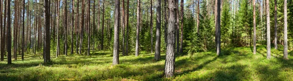 Panorama de forêt d'été — Photo