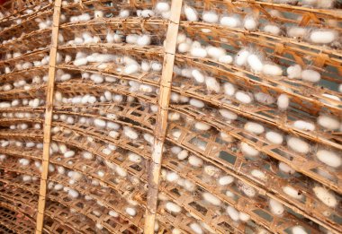 Çerçeve ipekböceği koza ile