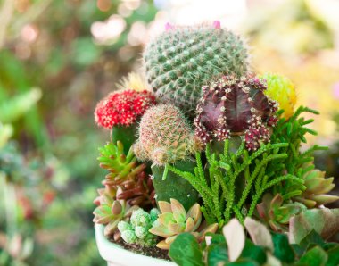 Masa üstü kaktüs Bahçe