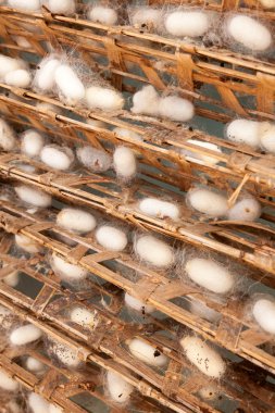 Çerçeve ipekböceği koza ile