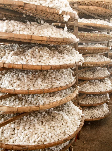 Frame with silkworm cocoons — Stock Photo, Image