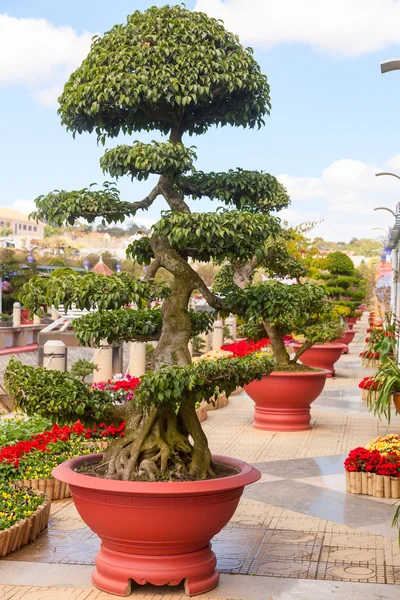 Alberi di bonsai Giardino — Foto Stock