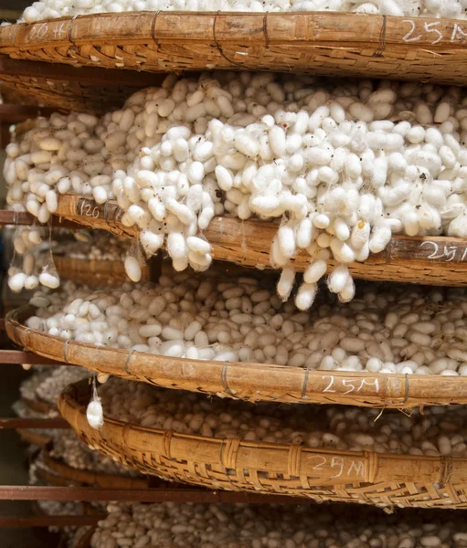 Rahmen mit Seidenraupenkokons — Stockfoto