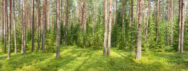 Zomer woud panorama — Stockfoto