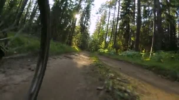 Pov 在夏季森林骑自行车 — 图库视频影像